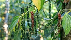 Giá hồ tiêu hôm nay 14.9.2025: Xuất khẩu vững đà, nội địa giữ giá cao