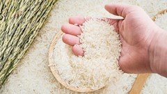Giá lúa gạo ngày 14.9.2025: Xuất khẩu giảm, trong nước chững lại
