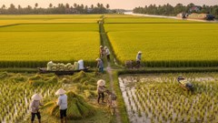 Giá lúa gạo ngày 15.9.2025: Ổn định nội địa, khó khăn xuất khẩu