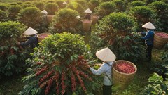 Giá cà phê hôm nay 16.9.2025: Thế giới tăng tốc, Việt Nam thận trọng