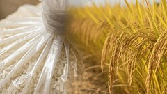 Giá lúa gạo hôm nay 16.9.2025: Ổn định trong nước, xuất khẩu giảm nhẹ