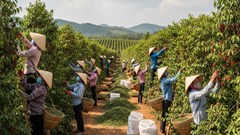 Giá hồ tiêu hôm nay 20.9.2025: Thị trường nhích lên sau nhiều ngày đi ngang