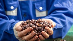 Giá cà phê hôm nay 24.9.2025: Biến động trái chiều