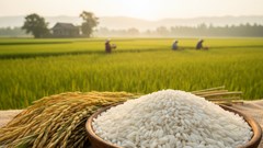 Giá lúa gạo ngày 25.9.2025: Cân bằng nội địa, xuất khẩu khó tăng mạnh