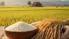 Giá lúa gạo hôm nay 26.9.2025: Trong nước chững nhẹ