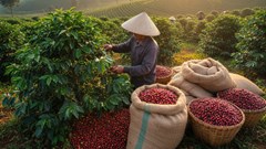 Giá cà phê hôm nay 27.9.2025: giảm về 113.000 đồng/kg