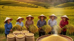 Giá lúa gạo hôm nay 27.9.2025: Nội địa giữ ổn định, xuất khẩu gặp khó