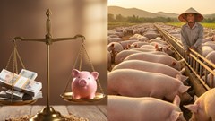 Giá heo hơi hôm nay 1.10: Cả nước giảm nhẹ