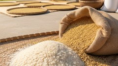 Giá lúa gạo hôm nay 3.10: Lúa tươi neo cao, gạo thơm giữ giá tốt