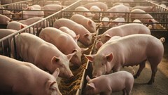 Giá heo hơi hôm nay 4.10: Giảm mạnh ở miền Trung