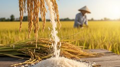 Giá lúa gạo hôm nay 4.10: Thị trường ổn định, xuất khẩu gặp khó