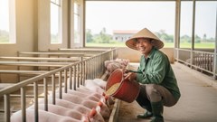 Giá heo hơi hôm nay 5.10: Miền Nam chịu áp lực giảm giá