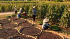 Giá hồ tiêu hôm nay 5.10: neo vùng 146.500 – 150.500 đồng/kg