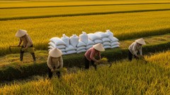 Giá lúa gạo hôm nay 5.10: Nội địa có thể giảm nhẹ