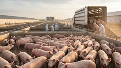 Giá heo hơi hôm nay 6.10: Dao động quanh 51.000 – 54.000 đồng/kg