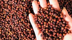 Giá hồ tiêu hôm nay 6.10: Xu hướng hồi nhẹ, triển vọng tích cực