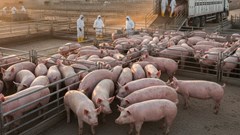 Giá heo hơi hôm nay 7.10: Miền Trung giảm mạnh