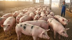 Giá heo hơi hôm nay 8.10: Xu hướng giảm nhẹ toàn quốc