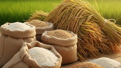 Giá lúa gạo 8.10: Nội địa ổn định, xuất khẩu chịu áp lực