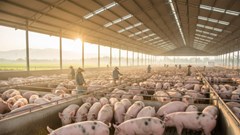 Giá heo hơi hôm nay 9.10: Nhiều nơi giảm thêm 1.000 đồng/kg