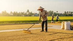 Giá lúa hôm nay 9.10: Giữ ổn định, gạo cao cấp có thể tăng nhẹ