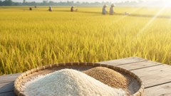 Giá gạo hôm nay 11.10: Xuất khẩu chậm, gạo trong nước vẫn “đứng vững”