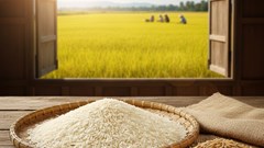 Giá lúa gạo hôm nay 12.10: Giá đi ngang, xuất khẩu giảm sức hút