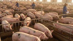 Giá heo hơi hôm nay 13.10: giảm tại nhiều tỉnh