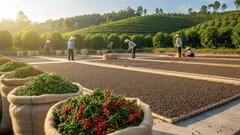 Giá hồ tiêu 13.10: Giữ vững quanh 150.000 đồng/kg