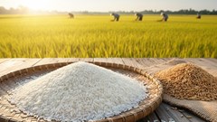 Giá lúa gạo hôm nay 13.10: Ổn định cung cầu, xuất khẩu chờ tín hiệu mới