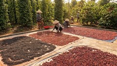 Giá hồ tiêu hôm nay 3.12: dao động 148.000–149.500 đồng/kg