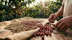 Giá cà phê hôm nay 3.12: giảm hơn 4.000 đồng/kg