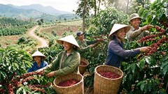 Giá cà phê hôm nay 5.12: Giảm sâu phiên thứ ba liên tiếp