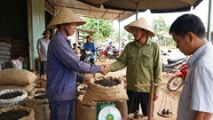 Giá hồ tiêu hôm nay 7.12: ổn định mức 150.000 đồng/kg