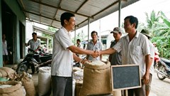 Giá lúa gạo hôm nay 7.12: Nội địa ổn định, xuất khẩu giảm nhẹ