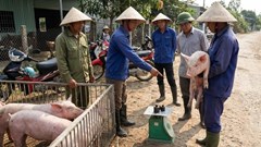 Giá heo hơi hôm nay 8.12: tăng mạnh, vượt 63.000 đồng/kg