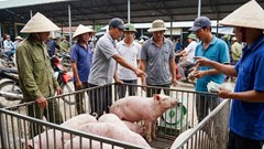 Giá heo hơi hôm nay 10.12: Nhu cầu tăng mạnh, giá khó giảm sâu