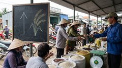 Giá lúa gạo hôm nay 10.12: Lúa neo cao, gạo thơm nhích nhẹ