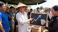 Giá cà phê hôm nay 11.12 tăng nhẹ, thị trường hồi phục