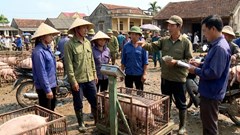 Giá heo hơi hôm nay 12.12: Tăng mạnh trước cao điểm cuối năm