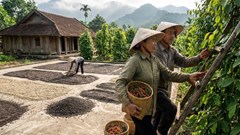 Giá hồ tiêu hôm nay 12.12: Tăng nhẹ trở lại 150.000 đồng/kg