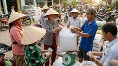 Giá lúa gạo hôm nay 13.12: Cuối vụ trầm lắng, giá giảm nhẹ