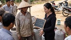 Giá hồ tiêu hôm nay 14.12: giảm nhẹ về quanh 150.000 đồng/kg