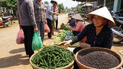 Giá hồ tiêu hôm nay 15.12: Đi ngang sau nhịp điều chỉnh