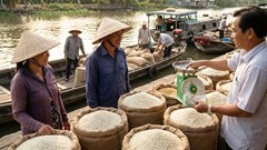 Giá lúa gạo hôm nay 15.12: Cuối năm ổn định, chưa có đột biến