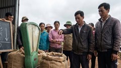 Giá cà phê hôm nay 16.12 giảm xuống dưới mốc 100.000 đồng/kg