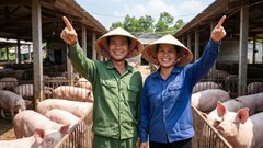 Giá heo hơi hôm nay 18.12: Tăng mạnh, chạm mốc 66.000 đồng/kg