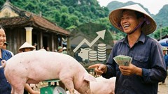 Giá heo hơi hôm nay 19.12: Tăng mạnh, chạm mốc 67.000 đồng/kg