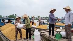 Giá lúa gạo hôm nay 19.12: Nguồn cung ổn định, sức mua chậm