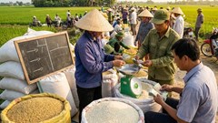 Giá lúa gạo hôm nay 20.12: Ổn định, giao dịch chậm